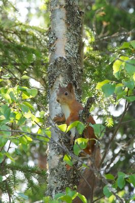 Klik op de foto om originele grootte te bekijken