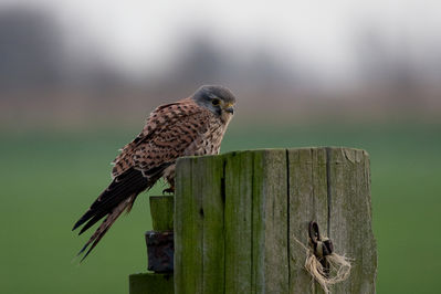 Klik op de foto om originele grootte te bekijken
