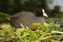Bestandsnaam=meerkoetnest2.jpg
Bestandsgrootte=395KiB
Afmetingen = 1223x815
Datum toegevoegd = 01 jun 2011 meerkoetnest2.jpg